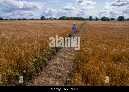 Pfad durch ein Feld von Gerste durch einen Hund Walker verwendet wird. Suffolk, Großbritannien. Stockfoto