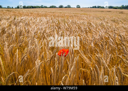 Gerstenfeld mit Mohn. Suffolk, Großbritannien. Stockfoto
