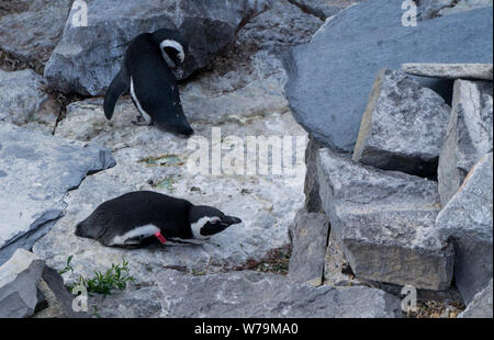Zwei Pinguine ruht auf Felsen Stockfoto
