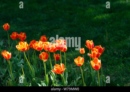 Eine Reihe von voll erblühte orange-gelben Tulpen und ihre Stämme unter Sonnenlicht mit grünem Laub Stockfoto