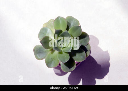 Nahaufnahme, Ansicht von oben ein wenig sedum Anlage unter Morgensonne mit rosa Schatten auf dem Boden. Stockfoto