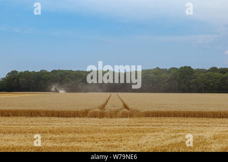 Außenbereich sonnige arbeitenden Mähdrescher Traktor Ernte auf goldenen Hafer oder Weizen Feld während der Ernte im Sommer gegen den tiefblauen Himmel. Stockfoto