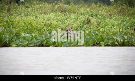 Jaguar (Onça pintatada) im Pantanal Stockfoto