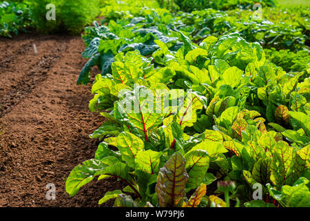 Reihen von Mangold und andere grüne Gemüse im Garten wächst. Stockfoto