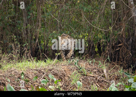 Jaguar (Onça pintatada) im Pantanal Stockfoto