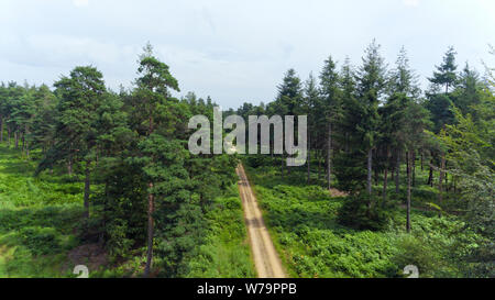 Luftaufnahme der Pfad zwischen Kiefern und grünen Farn in einem Wald. Stockfoto