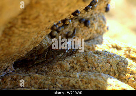 Meer crab peeks von Felsen am Meer Stockfoto