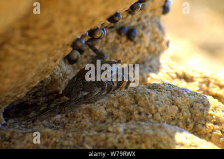 Meer crab peeks von Felsen am Meer Stockfoto