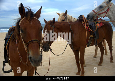 Vier Pferde an einem Sandstrand Stockfoto