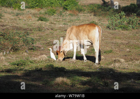 Kalb frisst Gras am Morgen. in der Nähe von weißen Vogel. Stockfoto