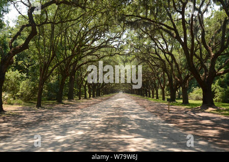 Die malerische Straße, die von mehr als vierhundert lebenden Eichen gesäumt ist, die über der Oak Avenue hängen, führt direkt zur historischen Stätte und Plantage von Wormsloe Stockfoto