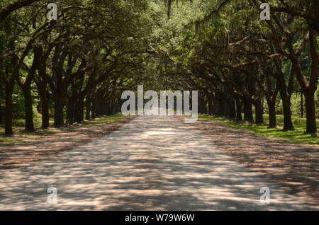 Die malerische Straße, die von mehr als vierhundert lebenden Eichen gesäumt ist, die über der Oak Avenue hängen, führt direkt zur historischen Stätte und Plantage von Wormsloe Stockfoto