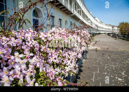 Clematis montana Elizabeth blühende am Geländer auf Royal York Halbmond in Clifton Bristol UK Stockfoto