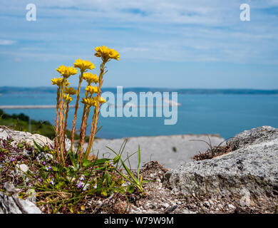 Rock fetthenne Sedum forsterianum wachsen auf Klippen auf der Isle of Portland an der Küste von Dorset UK Stockfoto