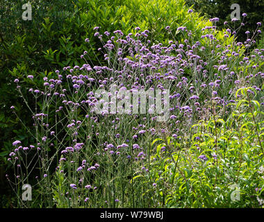 Nektar reichen Violett Blau Blumen eisenkraut Verbena bonariensis in einem Englischen Garten zieht eine Vielzahl von Bienen, Schmetterlinge und andere Insekten Stockfoto