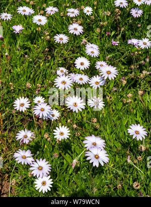 Weiße Vielzahl von osteospermum der Afrikanischen oder Cape daisy als Bodendecker in einen sonnigen Garten Grenze - England Großbritannien Stockfoto