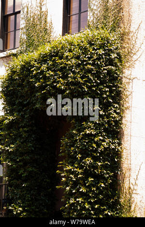 BUSH LEAGUE: Weinstöcke verbrauchen und wachsen an der Seite eines Wohnhauses im historischen Viertel Savannah. Stockfoto