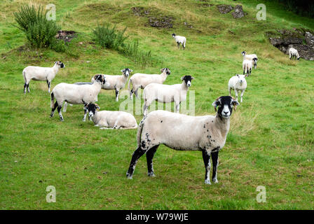 Vor kurzem abgeschert Swaledale Schafe weiden in der rauhen Weide in der Eden Valley in der Nähe von Kirkby Stephen in Cumbria GROSSBRITANNIEN Stockfoto