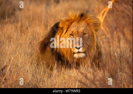 Männlicher Löwe (Panthera leo) im Madikwe Game Reserve, Südafrika Stockfoto