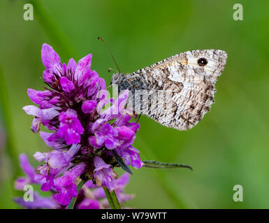 Äsche Schmetterling Hipparchia semele auf betony an Arnside Knott Naturschutzgebiet Cumbria GROSSBRITANNIEN Stockfoto