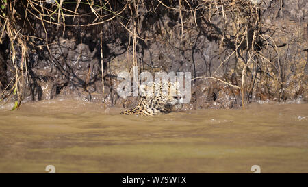 Jaguar (Onça pintatada) im Pantanal Stockfoto