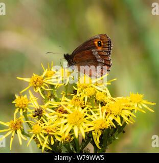 Scotch argus Schmetterling Coenonympha aethiops Fütterung auf Ragwort Blumen an Arnside Knott in Cumbria GROSSBRITANNIEN Stockfoto