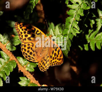 Silber-washed Fritillary Stockfoto