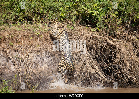 Jaguar (Onça pintatada) im Pantanal Stockfoto