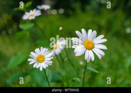 Floral Konzept der Kamille auf einem verschwommen grünen Gras im Garten. Nahaufnahme auf blühende Blumen mit weißen Blütenblättern in sonnigen Sommertag. Selektive foc Stockfoto