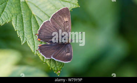 Die Braune Hairstreak (Thecla betulae) ist eine schöne kleine Schmetterling hier auf eine schwarze Johannisbeere Blätter mit den dunkelbraunen obere Seite mit einem schönen d Stockfoto