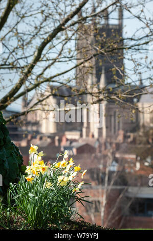 Worcester, Worcestershire, UK. Fine weather welcomes the Spring Equinox in Worcester, UK. Pictured:  Daffodils open up their flowers to the warm weath Stockfoto
