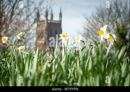 Worcester, Worcestershire, UK. Fine weather welcomes the Spring Equinox in Worcester, UK. Pictured:  Daffodils open up their flowers to the warm weath Stockfoto
