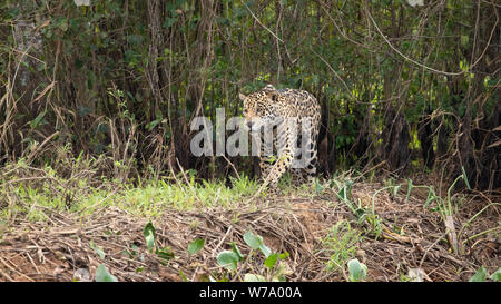 Jaguar (Onça pintatada) im Pantanal Stockfoto