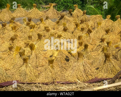 Reis Riemenscheiben trocknen in der Sonne auf einer Terrasse an Reis tegallang, Bali Stockfoto