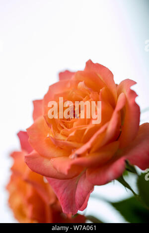 Rosa Rose Makro Hintergrund Fine Art Drucke in hoher Qualität Produkte 50 Megapixel Stockfoto