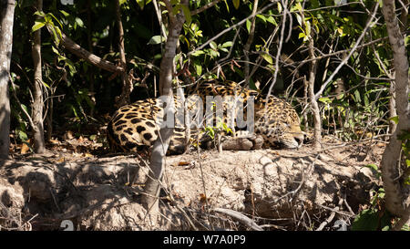 Jaguar (Onça pintatada) im Pantanal Stockfoto