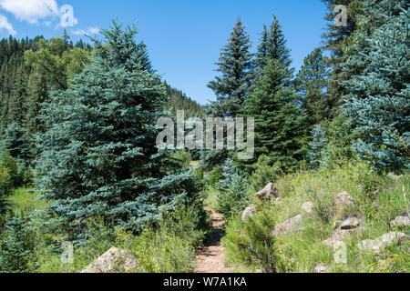 Wanderweg schlängelt sich durch Colorado blue spruce Bäume in den Rocky Mountains in der Nähe von Pagosa Springs, Colorado Stockfoto