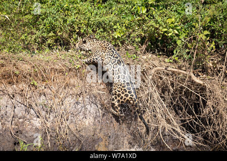 Jaguar (Onça pintatada) im Pantanal Stockfoto