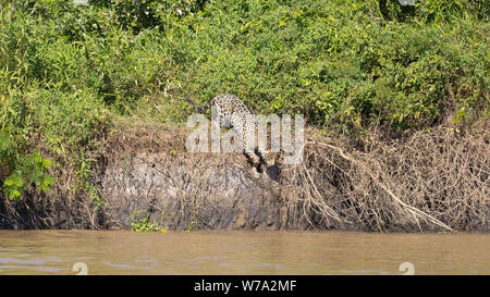 Jaguar (Onça pintatada) im Pantanal Stockfoto