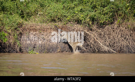 Jaguar (Onça pintatada) im Pantanal Stockfoto