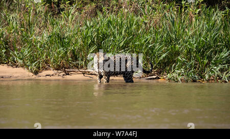 Jaguar (Onça pintatada) im Pantanal Stockfoto