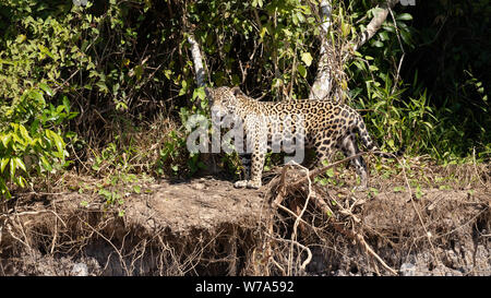 Jaguar (Onça pintatada) im Pantanal Stockfoto