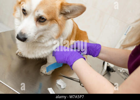 Professionelle Tierarzt Impfstoffe corgi Rasse Hund in der Tierklinik. Stockfoto