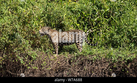 Jaguar (Onça pintatada) im Pantanal Stockfoto