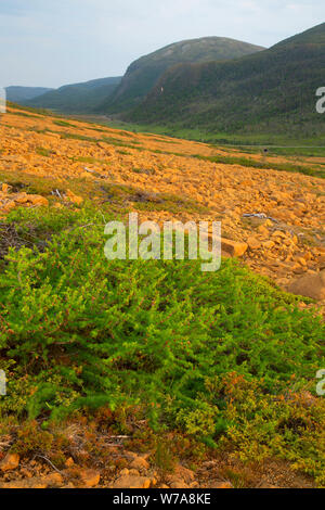 Lärche und Boden Juniper entlang Tableland Trail, Gros Morne National Park, Neufundland und Labrador, Kanada Stockfoto