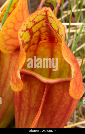 Lila Kannenpflanze (Sarracenia purpurea) entlang Tableland Trail, Gros Morne National Park, Neufundland und Labrador, Kanada Stockfoto