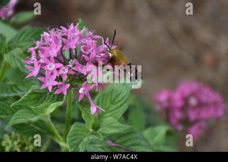 Eine Nahaufnahme Natur Foto von einem Kolibri Clearwing Motte Fütterung auf eine Blume. Diese Hemaris diffinis ist die Fütterung. Auch als Biene Hawk-moth bekannt. Stockfoto