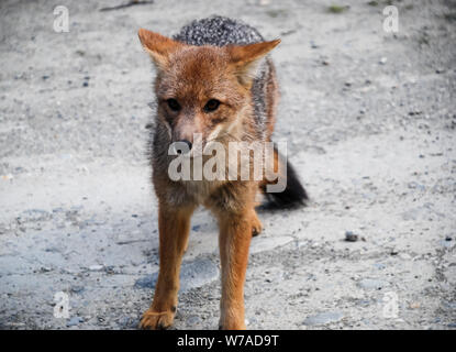 Eine wilde kleine graue und rote Fuchs zu Fuß auf der Straße und starrte Stockfoto