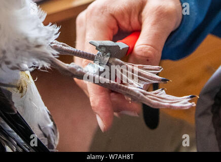 30 Juli 2019, Mecklenburg-Vorpommern, Langenwerder: Ein freiwilliger Vogel warden setzt auf das Aluminium Ring mit der Gravur Anzahl eines jungen Sturm Gull, nachdem es auf der Vogel- insel Langenwerder in der Nähe von Wismar. Die Insel in der Wismarer Bucht, die ein Naturschutzgebiet seit 1937, ist der älteste Mecklenburg Seabird Sanctuary. Die Bestände vieler Brut- und Zugvögel auf der kleinen Ostsee - Insel zu verringern. In den 1980er Jahren 5.000 Paare von Sturm Möwen waren noch Zucht in Deutschlands älteste Seabird Sanctuary. Dieses Jahr ist es immer noch rund 2.000. Foto: Jens Büttner/dpa-Zentra Stockfoto