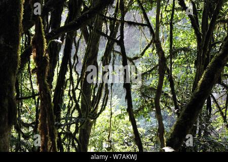 Die üppige Vegetation des peruanischen Amazonas Regenwald Stockfoto
